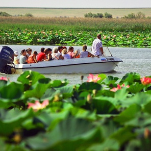 Азовское море+лотосы